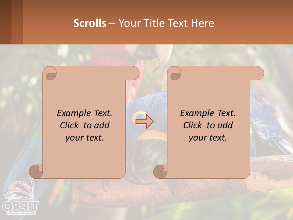 Two Colorful Parrots Are Sitting On A Tree Branch PowerPoint Template