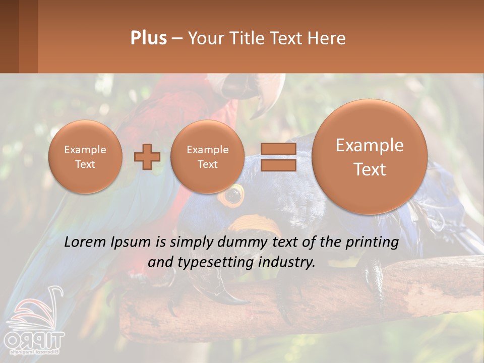Two Colorful Parrots Are Sitting On A Tree Branch PowerPoint Template