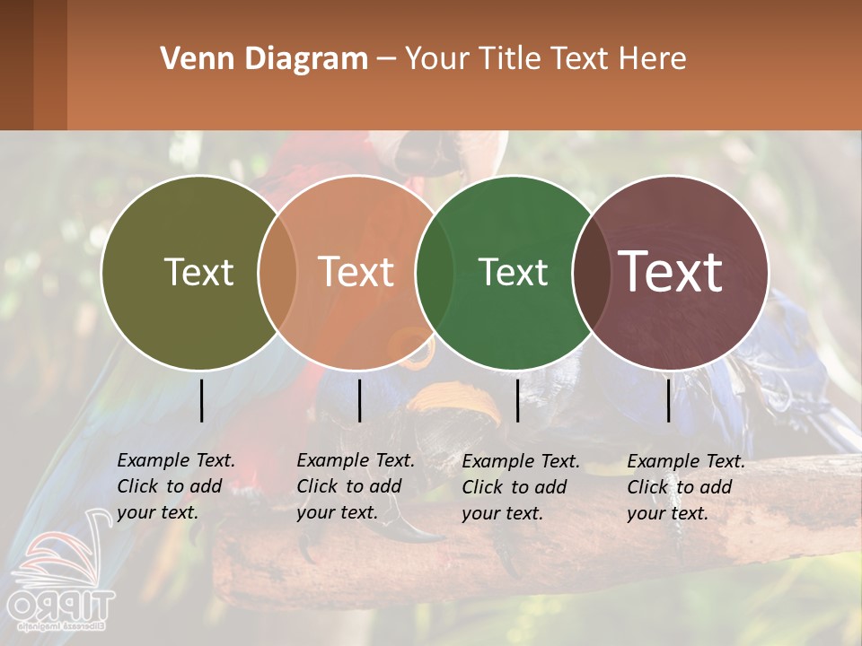 Two Colorful Parrots Are Sitting On A Tree Branch PowerPoint Template