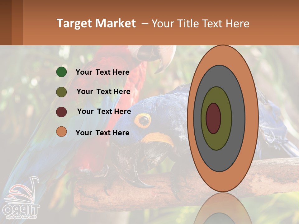 Two Colorful Parrots Are Sitting On A Tree Branch PowerPoint Template