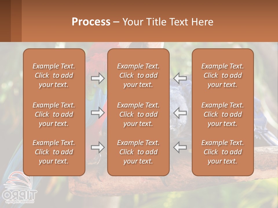 Two Colorful Parrots Are Sitting On A Tree Branch PowerPoint Template