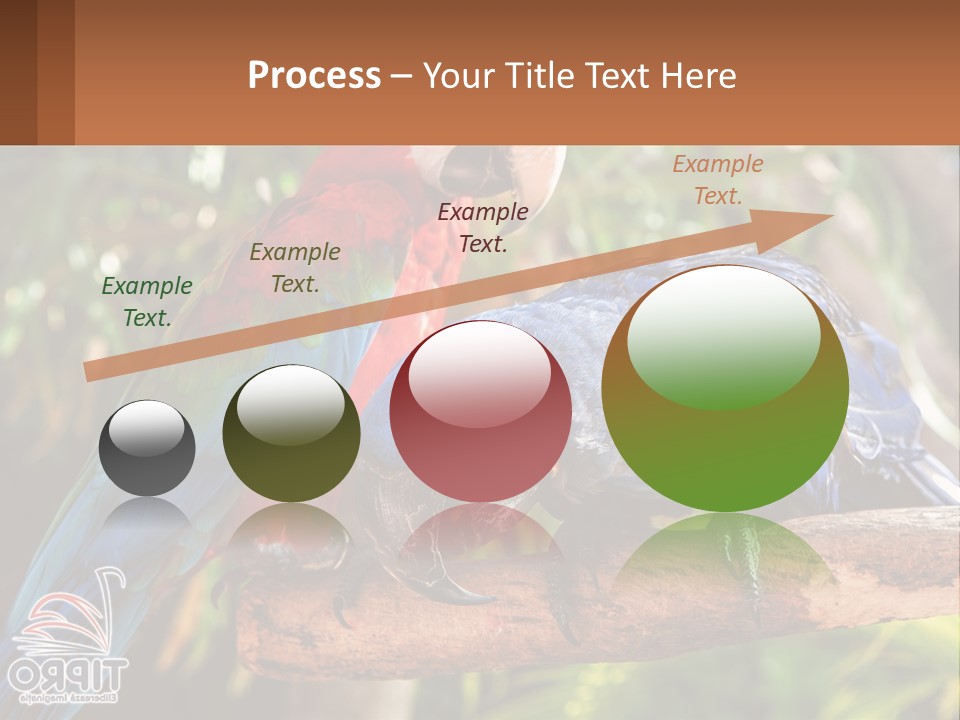 Two Colorful Parrots Are Sitting On A Tree Branch PowerPoint Template