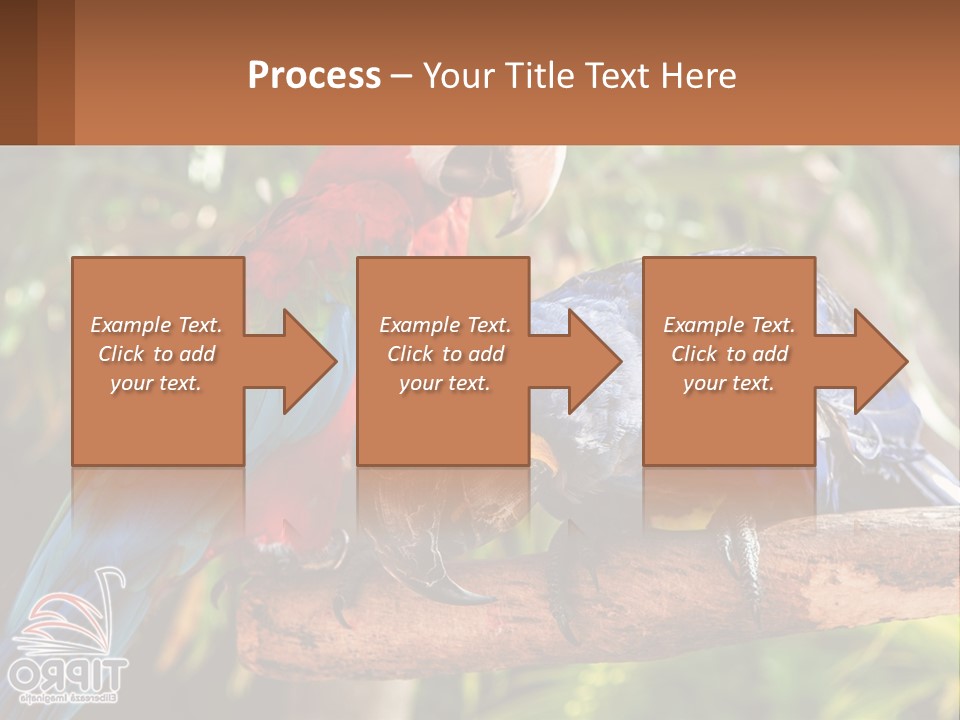 Two Colorful Parrots Are Sitting On A Tree Branch PowerPoint Template