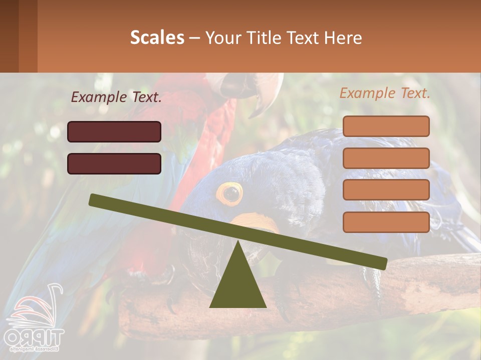 Two Colorful Parrots Are Sitting On A Tree Branch PowerPoint Template