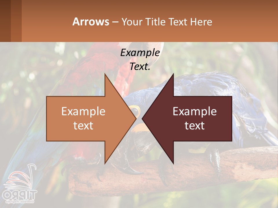 Two Colorful Parrots Are Sitting On A Tree Branch PowerPoint Template