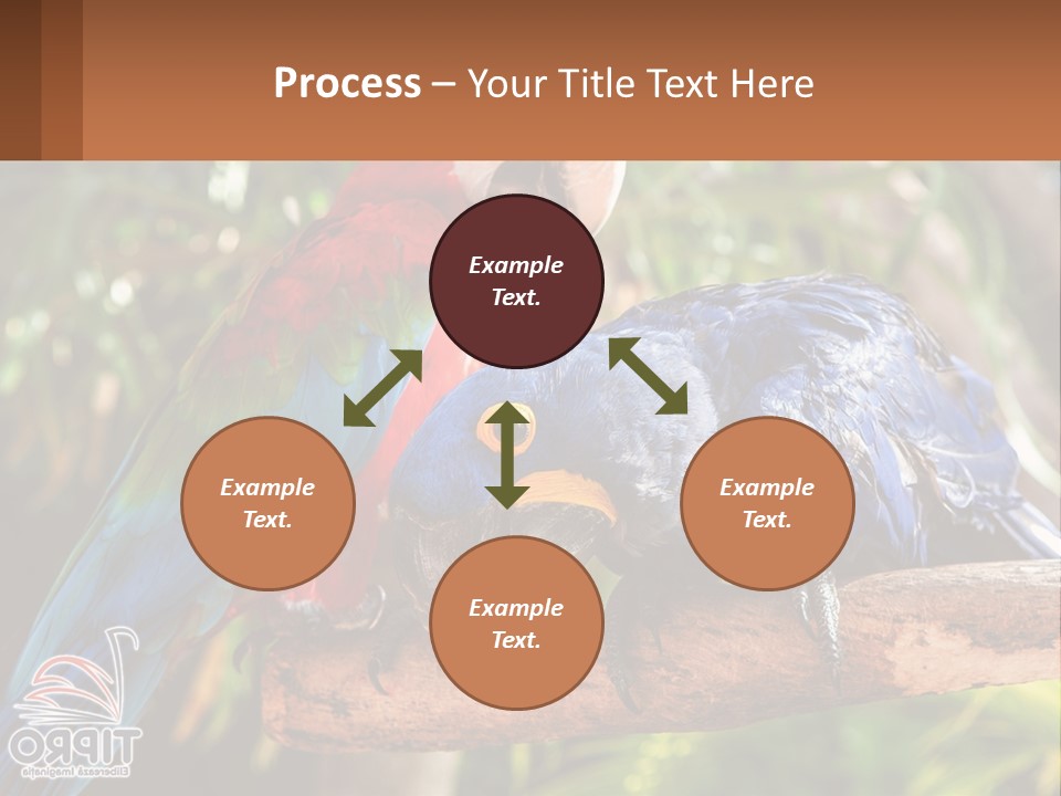 Two Colorful Parrots Are Sitting On A Tree Branch PowerPoint Template