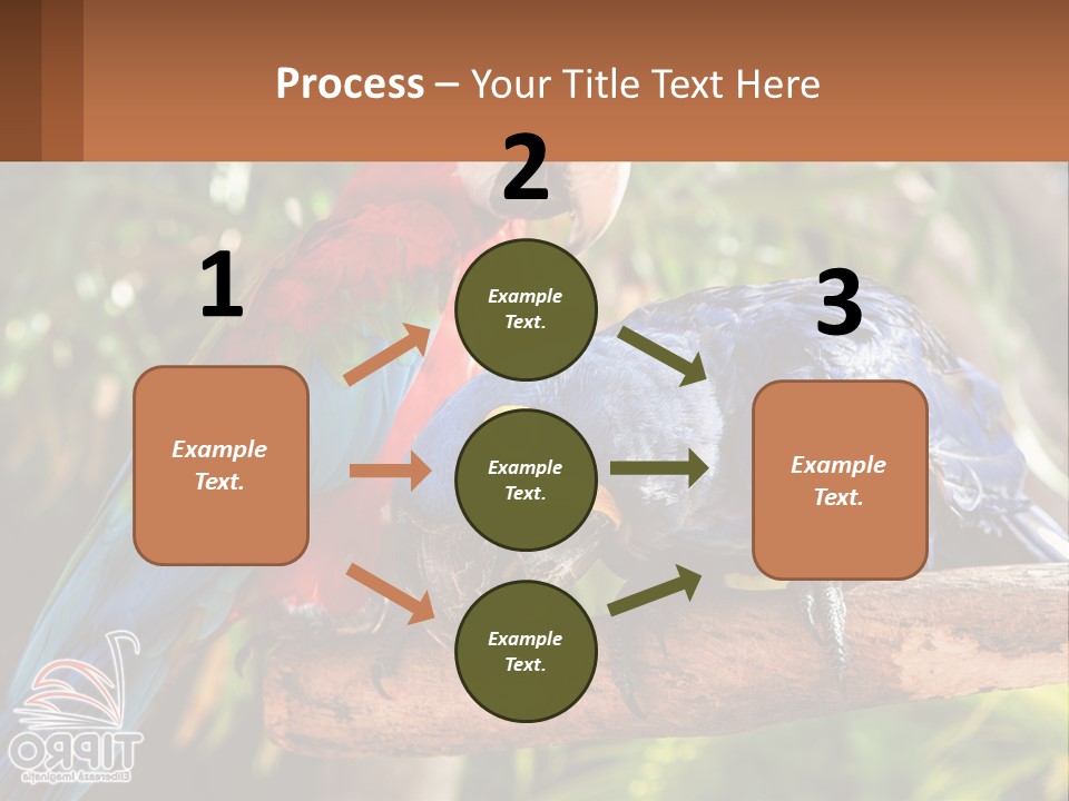 Two Colorful Parrots Are Sitting On A Tree Branch PowerPoint Template