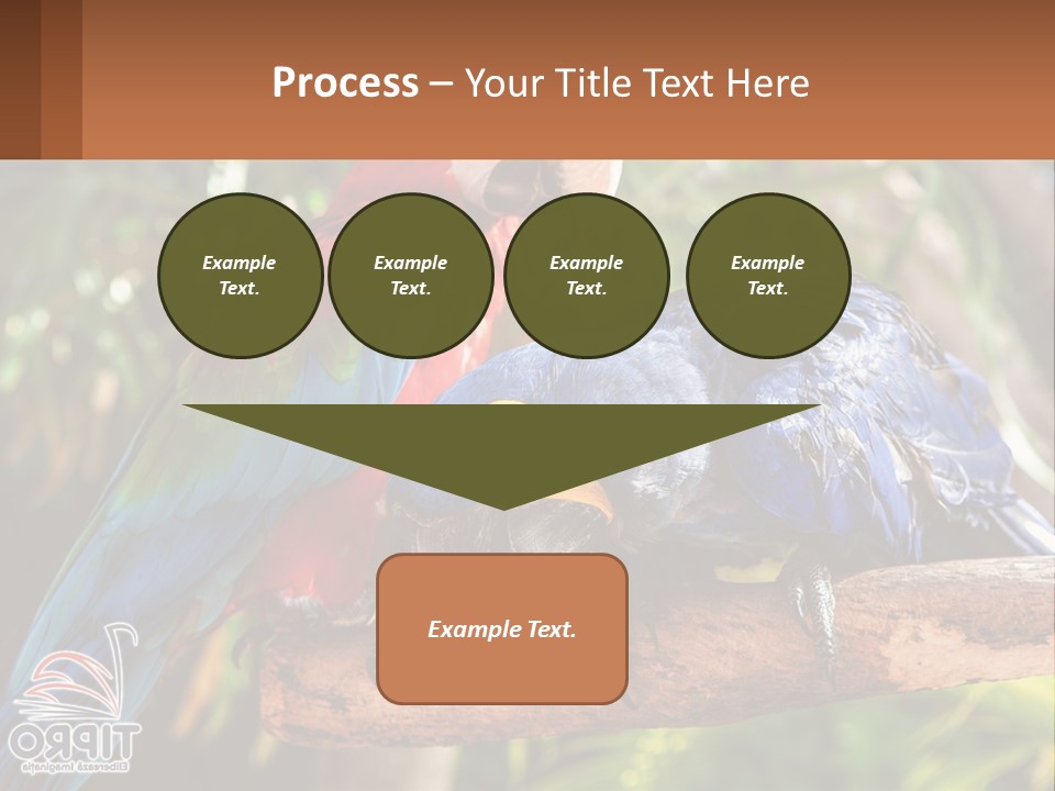 Two Colorful Parrots Are Sitting On A Tree Branch PowerPoint Template