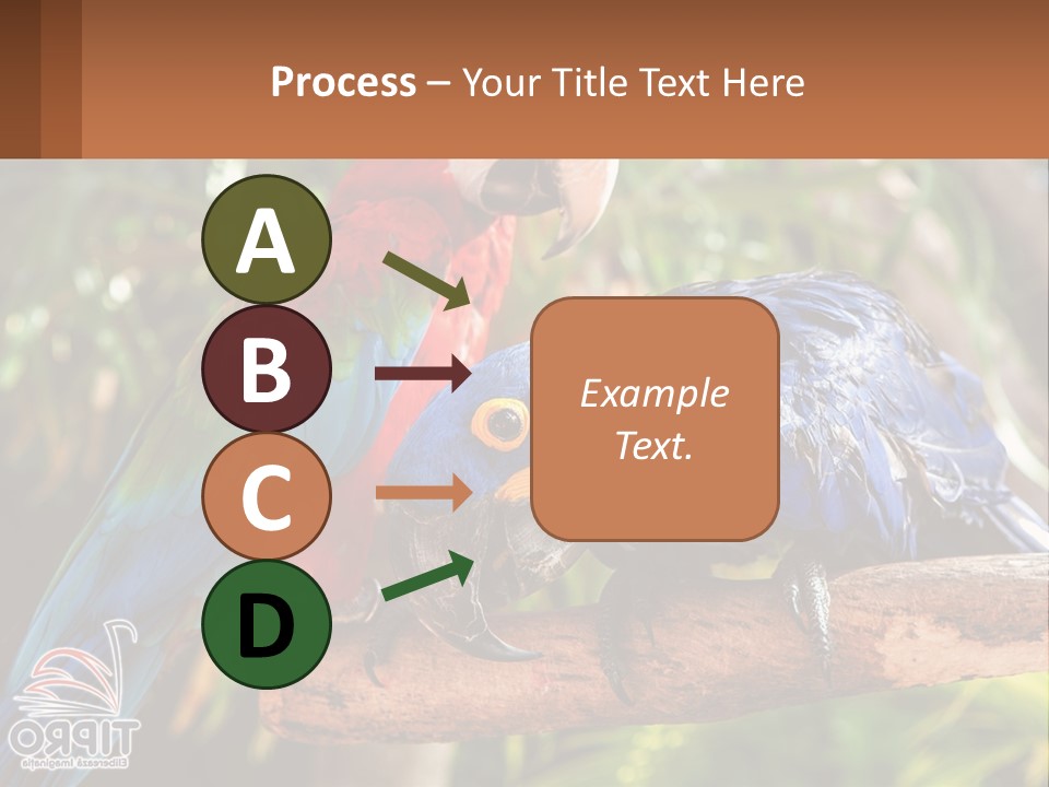 Two Colorful Parrots Are Sitting On A Tree Branch PowerPoint Template