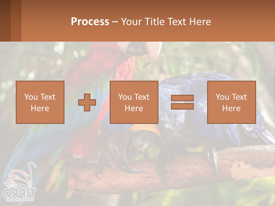 Two Colorful Parrots Are Sitting On A Tree Branch PowerPoint Template