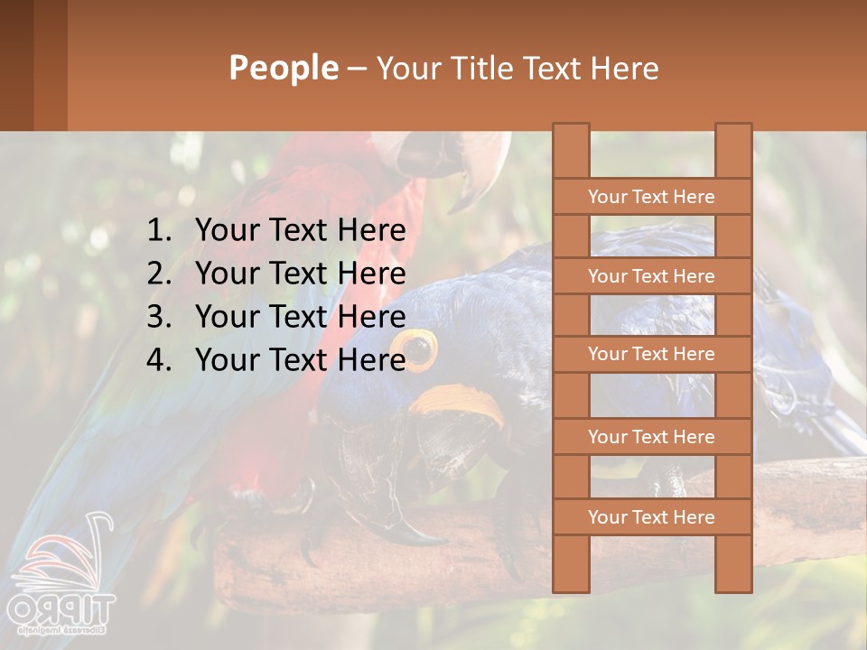 Two Colorful Parrots Are Sitting On A Tree Branch PowerPoint Template