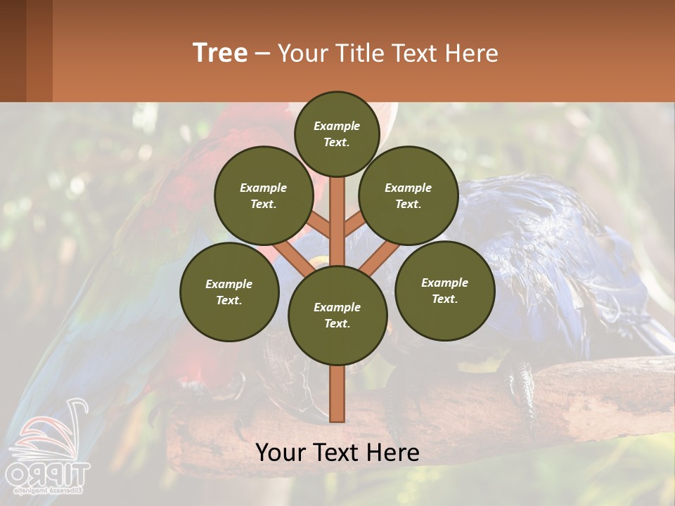 Two Colorful Parrots Are Sitting On A Tree Branch PowerPoint Template