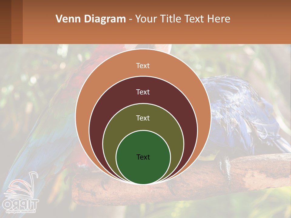 Two Colorful Parrots Are Sitting On A Tree Branch PowerPoint Template