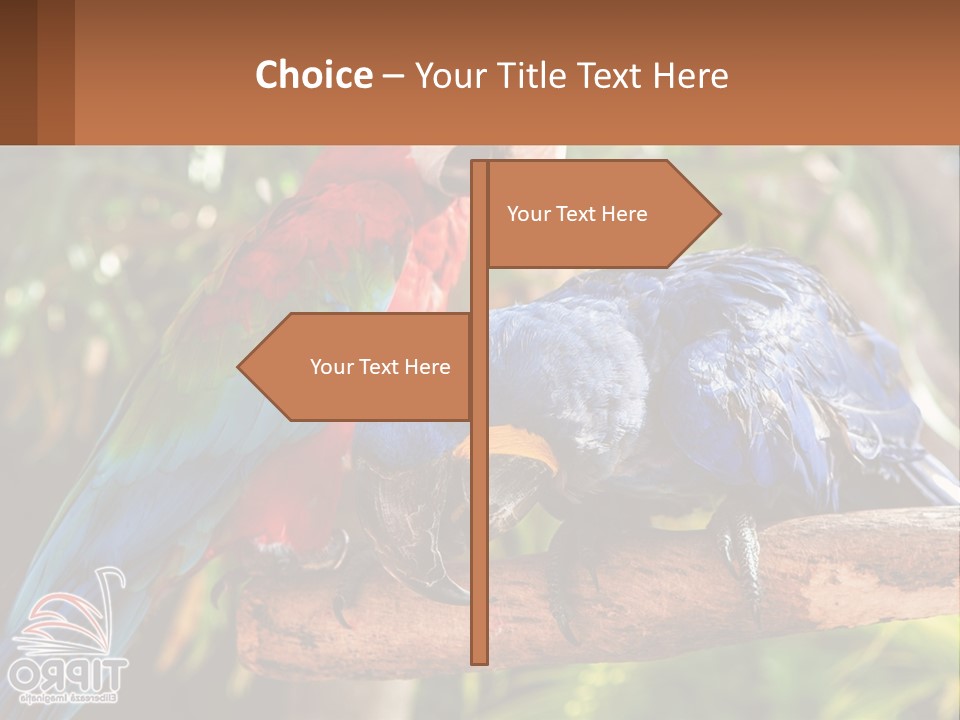 Two Colorful Parrots Are Sitting On A Tree Branch PowerPoint Template