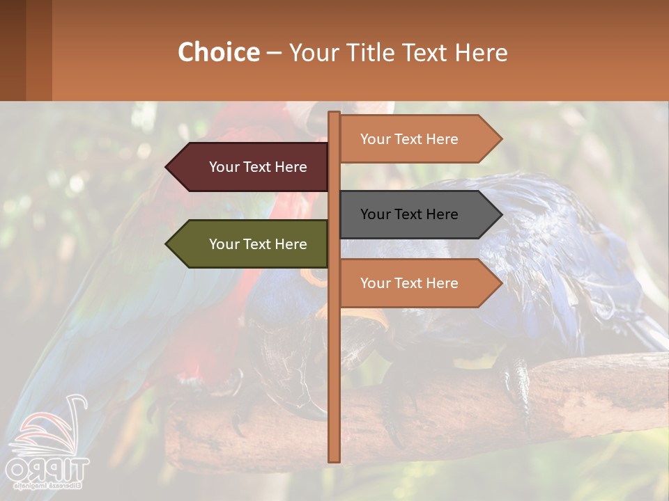 Two Colorful Parrots Are Sitting On A Tree Branch PowerPoint Template