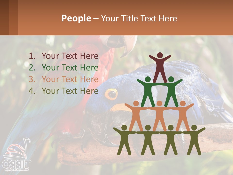 Two Colorful Parrots Are Sitting On A Tree Branch PowerPoint Template
