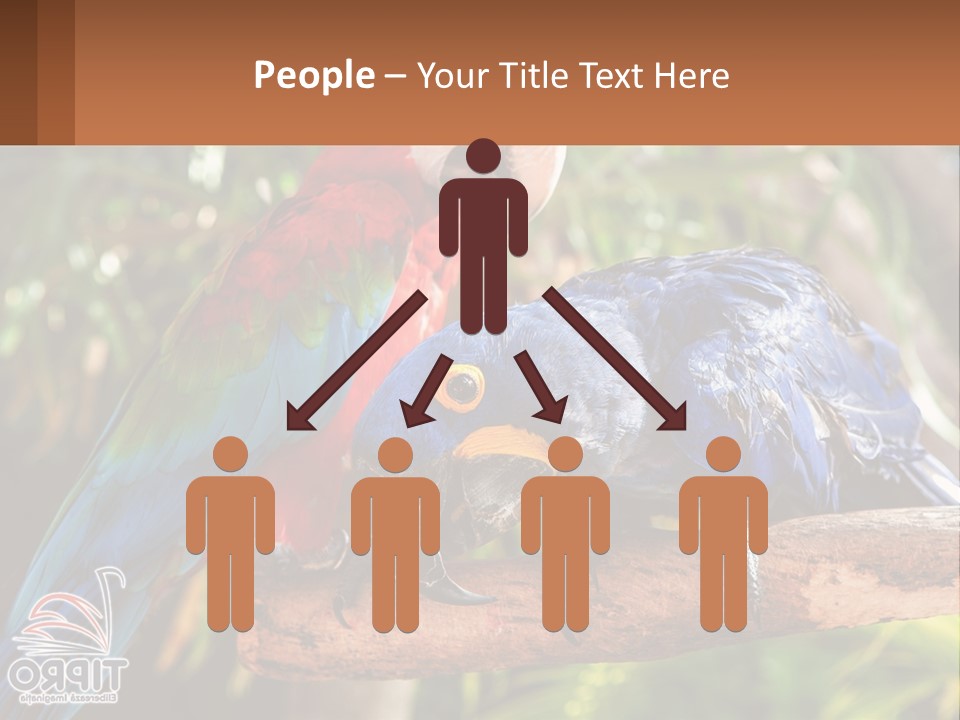 Two Colorful Parrots Are Sitting On A Tree Branch PowerPoint Template