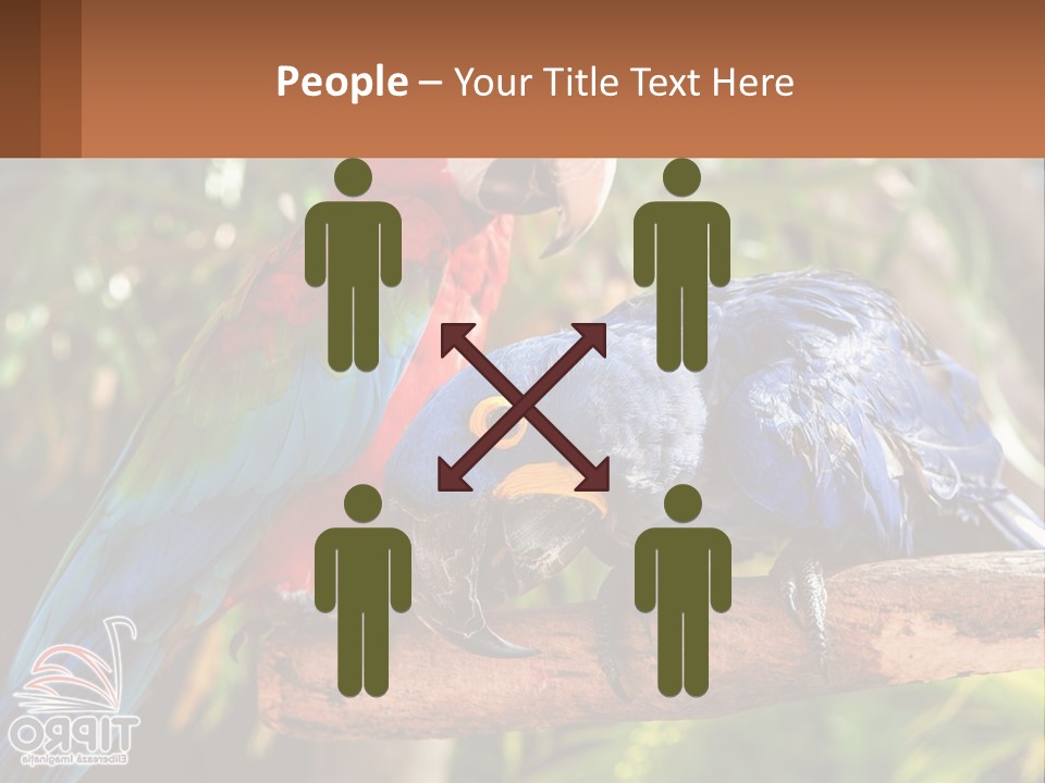 Two Colorful Parrots Are Sitting On A Tree Branch PowerPoint Template