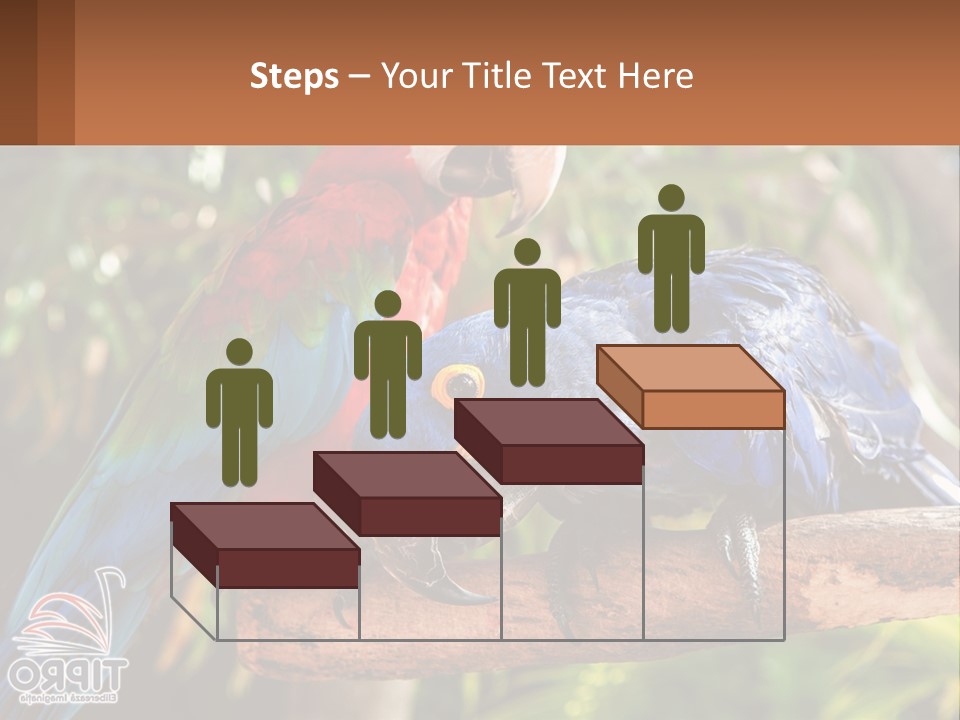 Two Colorful Parrots Are Sitting On A Tree Branch PowerPoint Template