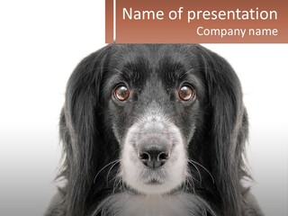 A Black And White Dog Is Looking At The Camera PowerPoint Template