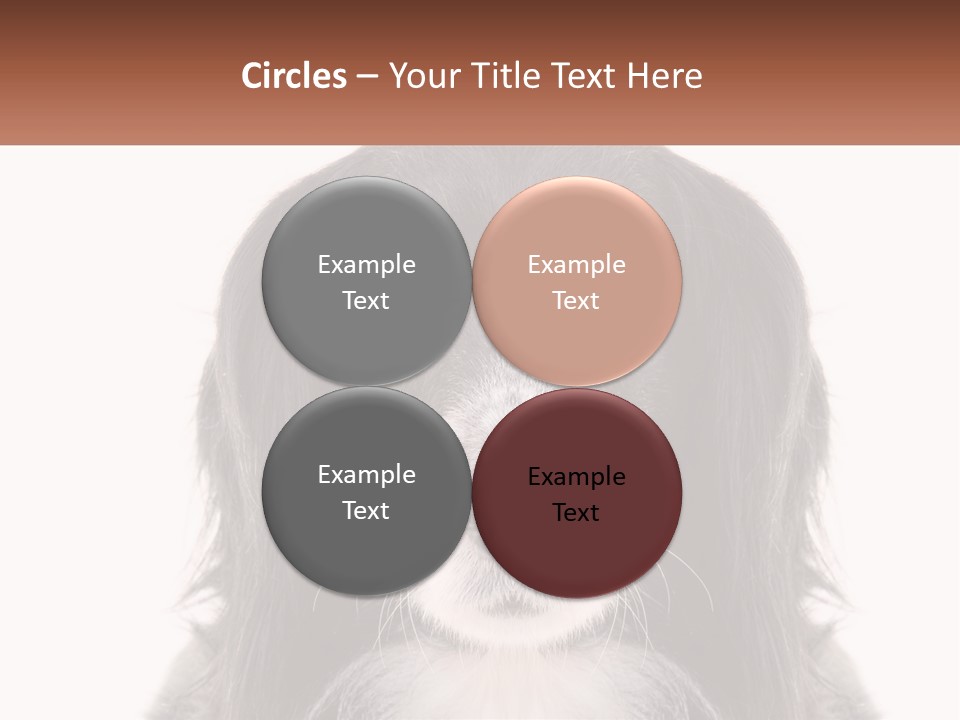 A Black And White Dog Is Looking At The Camera PowerPoint Template