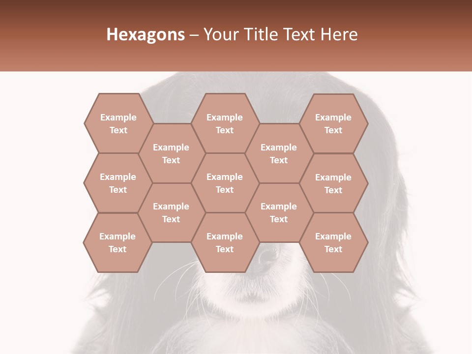 A Black And White Dog Is Looking At The Camera PowerPoint Template