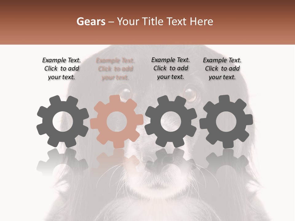 A Black And White Dog Is Looking At The Camera PowerPoint Template
