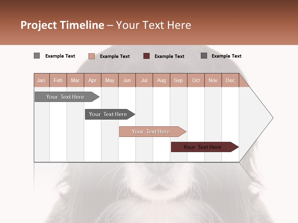 A Black And White Dog Is Looking At The Camera PowerPoint Template