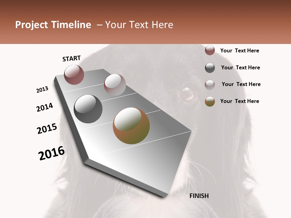 A Black And White Dog Is Looking At The Camera PowerPoint Template