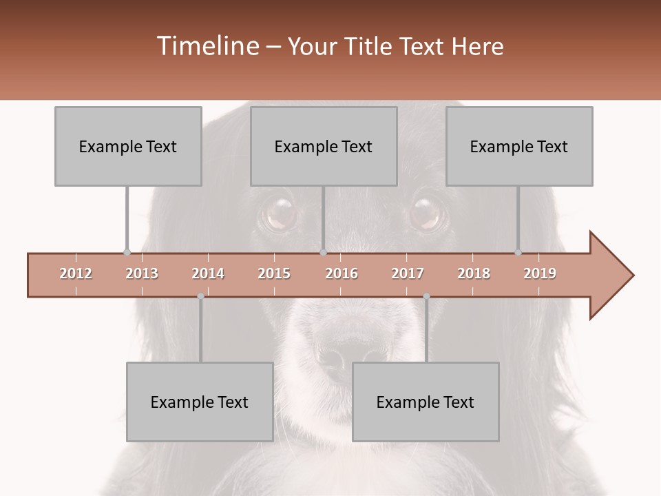 A Black And White Dog Is Looking At The Camera PowerPoint Template