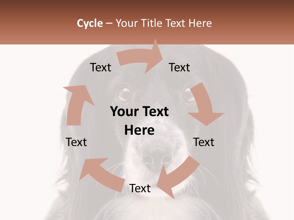 A Black And White Dog Is Looking At The Camera PowerPoint Template