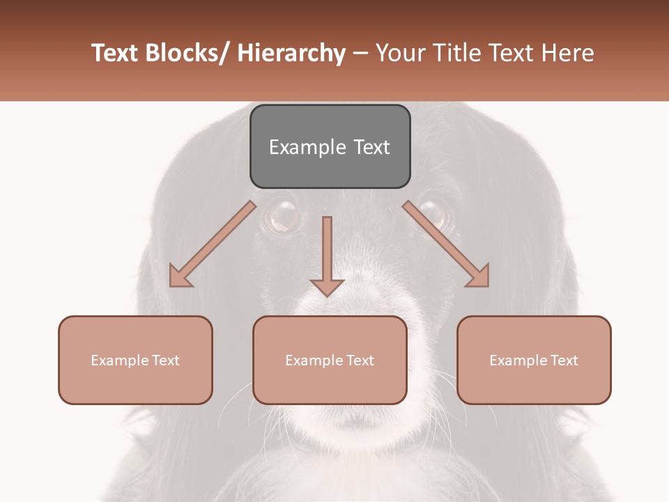 A Black And White Dog Is Looking At The Camera PowerPoint Template