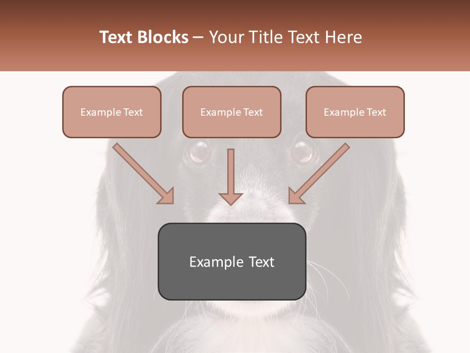 A Black And White Dog Is Looking At The Camera PowerPoint Template