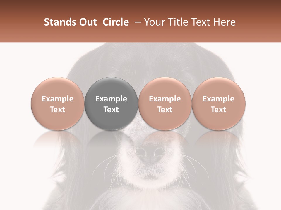 A Black And White Dog Is Looking At The Camera PowerPoint Template