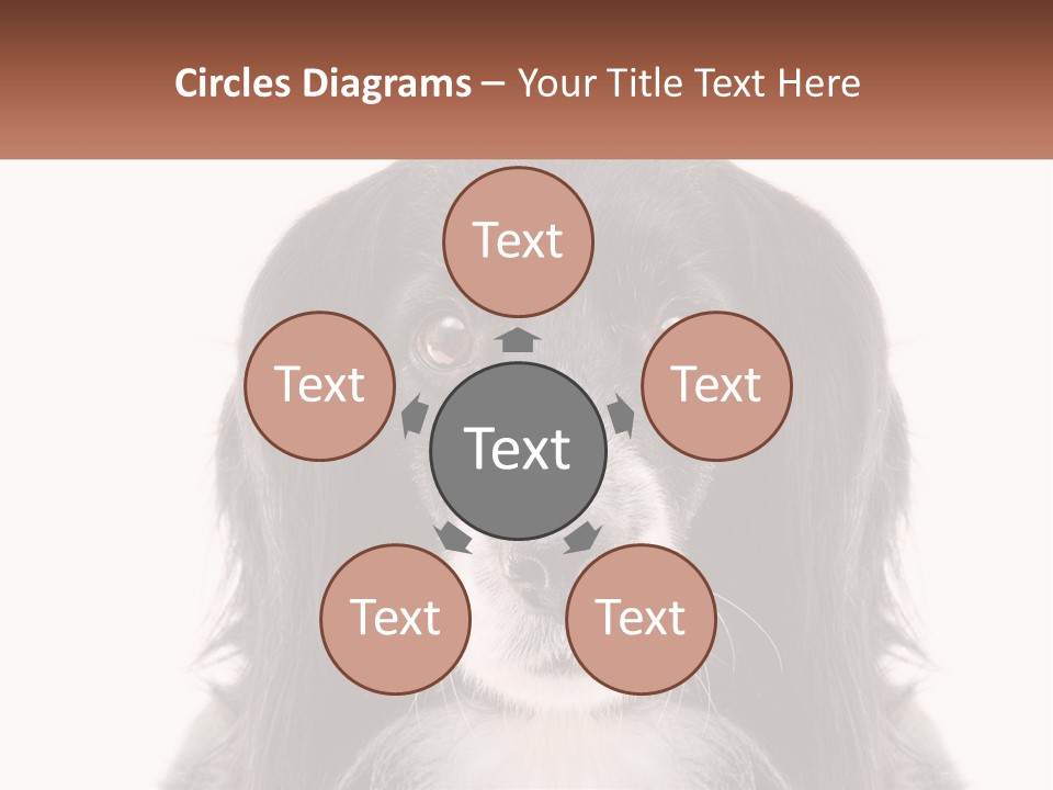 A Black And White Dog Is Looking At The Camera PowerPoint Template