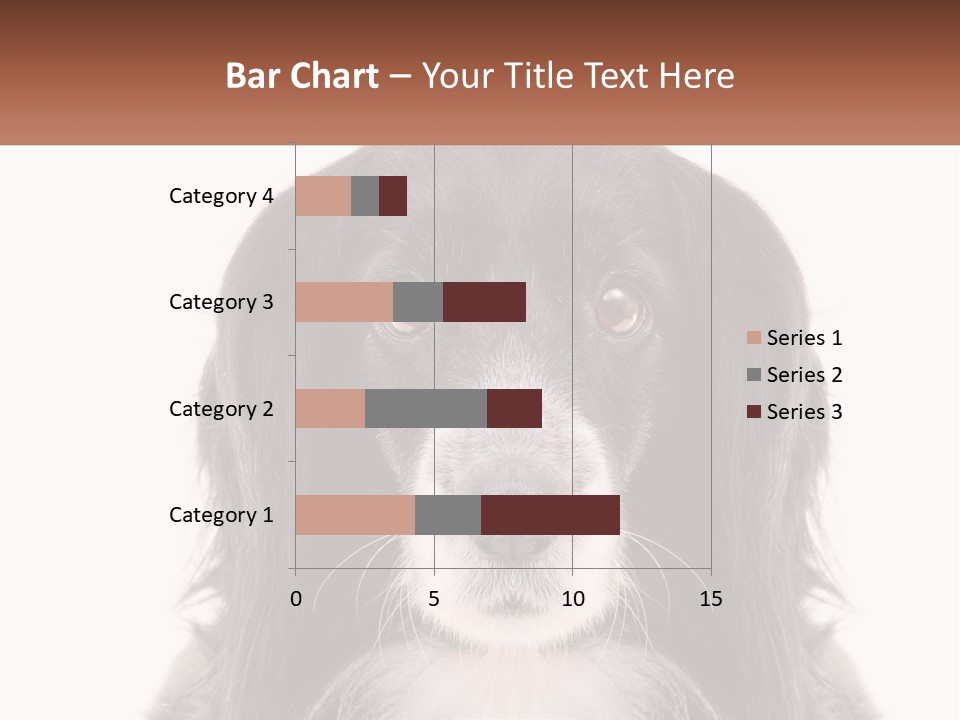 A Black And White Dog Is Looking At The Camera PowerPoint Template