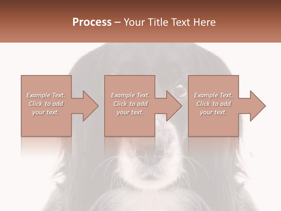 A Black And White Dog Is Looking At The Camera PowerPoint Template