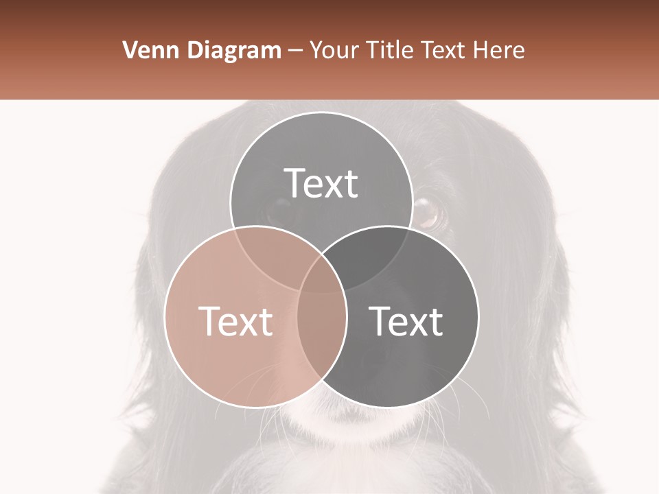 A Black And White Dog Is Looking At The Camera PowerPoint Template