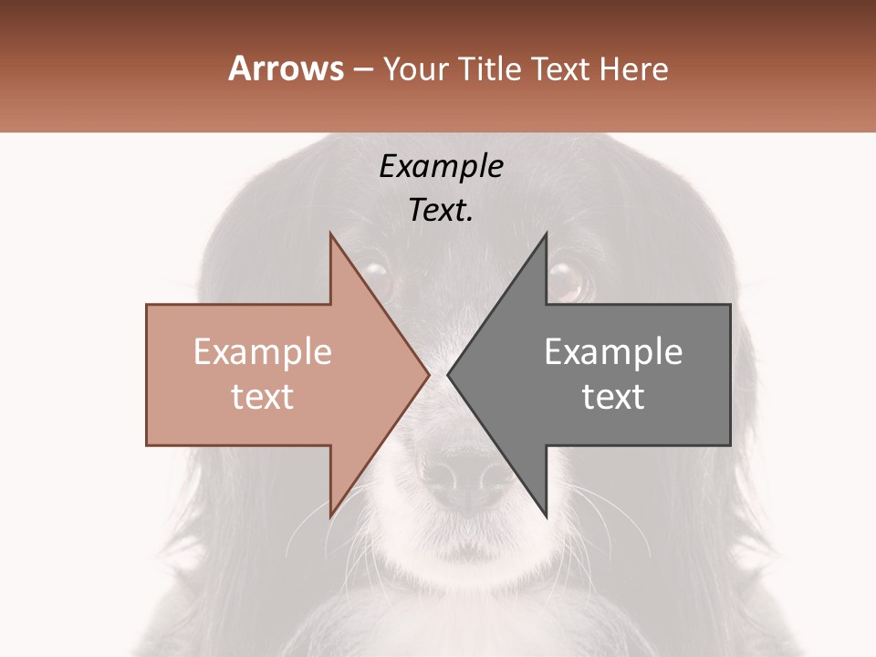 A Black And White Dog Is Looking At The Camera PowerPoint Template