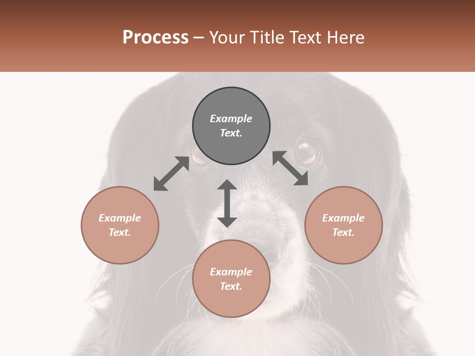 A Black And White Dog Is Looking At The Camera PowerPoint Template