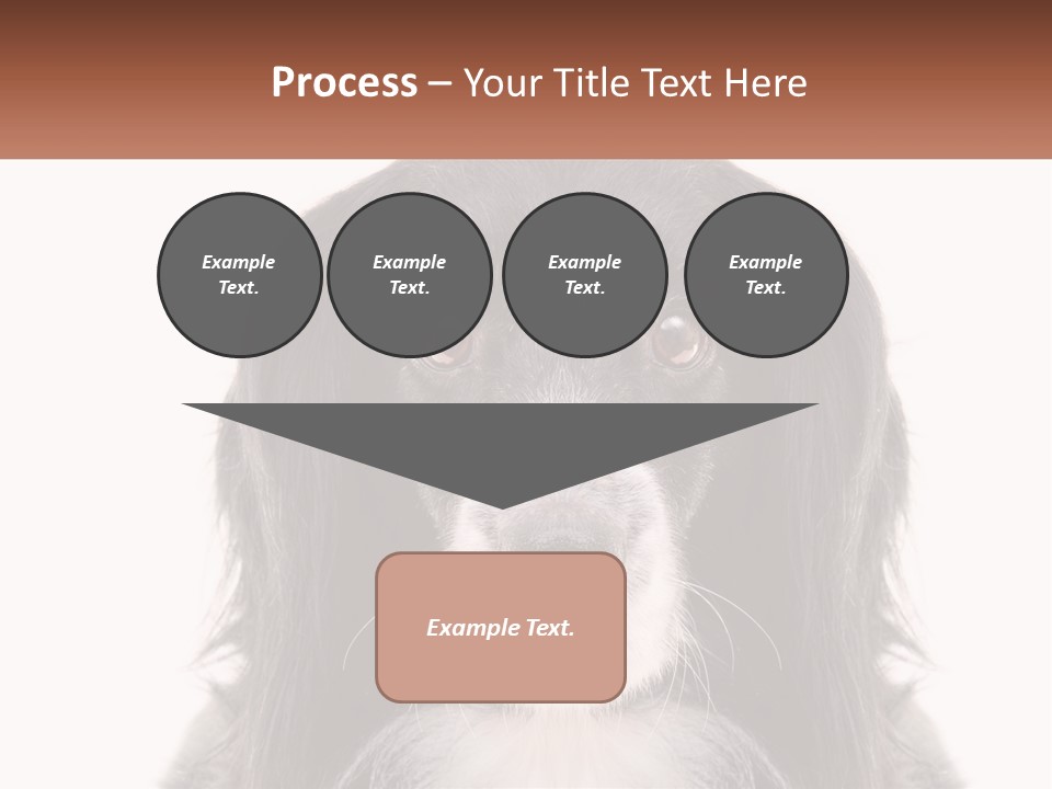 A Black And White Dog Is Looking At The Camera PowerPoint Template