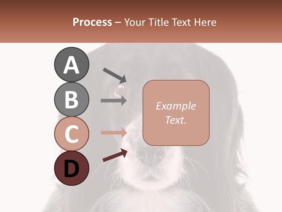 A Black And White Dog Is Looking At The Camera PowerPoint Template