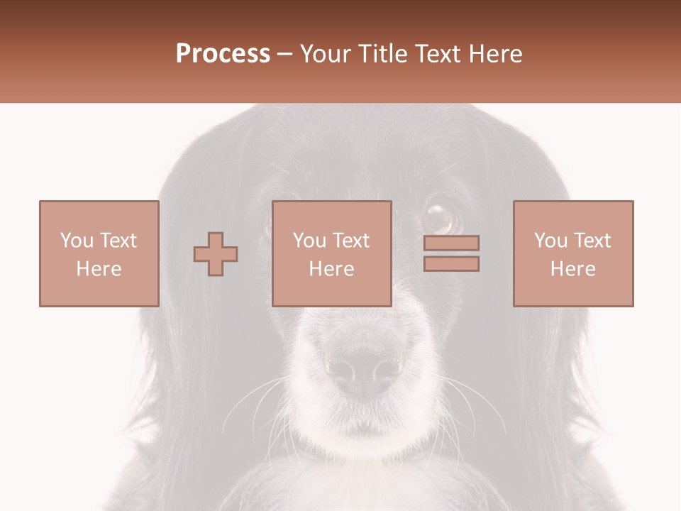 A Black And White Dog Is Looking At The Camera PowerPoint Template