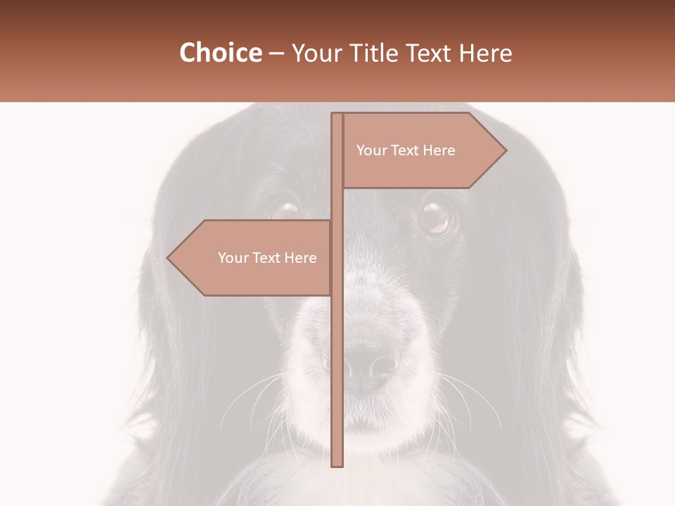 A Black And White Dog Is Looking At The Camera PowerPoint Template