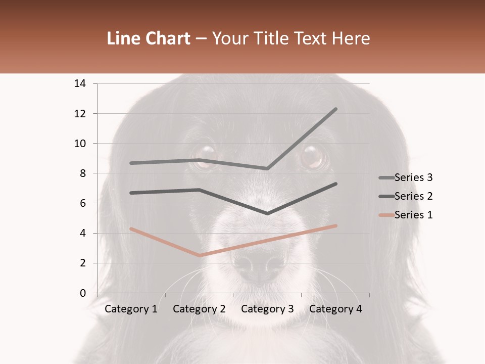A Black And White Dog Is Looking At The Camera PowerPoint Template