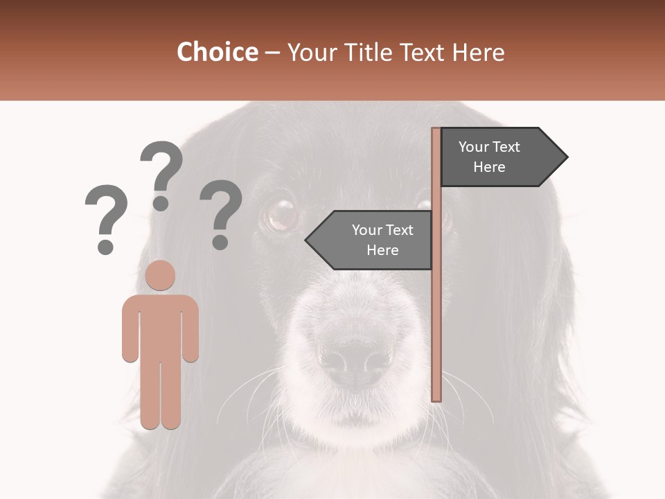 A Black And White Dog Is Looking At The Camera PowerPoint Template
