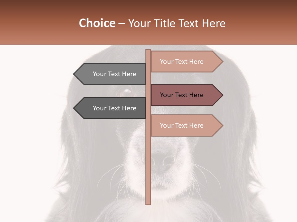 A Black And White Dog Is Looking At The Camera PowerPoint Template