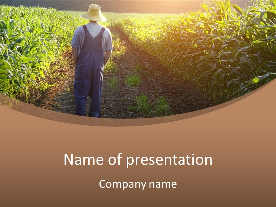 A Man Standing In A Field Of Corn Powerpoint Template PowerPoint Template