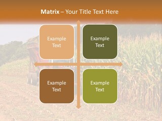 A Red Tractor Driving Down A Road Next To A Corn Field PowerPoint Template