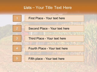 A Red Tractor Driving Down A Road Next To A Corn Field PowerPoint Template